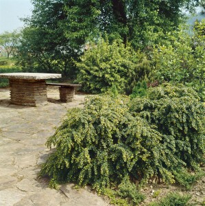 Berberis verruculosa kräftig 3xv mDb 100- 125 cm