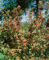 Berberis vulgaris 40- 60 cm