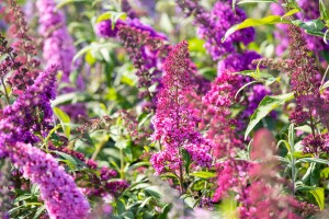 Buddleja davidii Royal Red kräftig 100- 125 cm