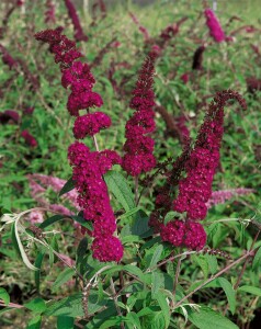 Buddleja davidii Royal Red kräftig 100- 125 cm