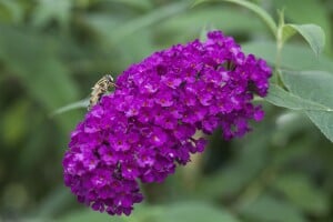 Buddleja davidii Royal Red kräftig 100- 125 cm