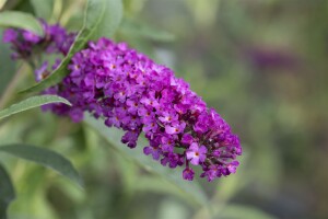 Buddleja davidii Royal Red kräftig 100- 125 cm