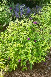 Buddleja davidii Santana 40- 60 cm