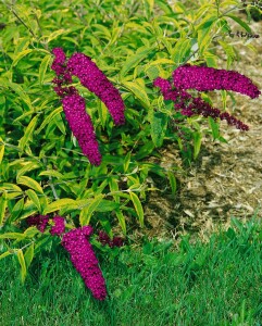 Buddleja davidii Santana 40- 60 cm