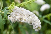 Buddleja davidii White Profusion kräftig 80- 100 cm