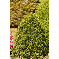 Buxus sempervirens arborescens 4xv mb 50-60 cm