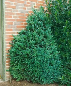 Buxus sempervirens arborescens Kegel 4xv mB 80-90