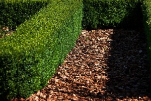 Buxus sempervirens Arborescens kräftig mB 130-140