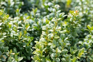 Buxus sempervirens Blauer Heinz 3xv mB 50- 60 cm