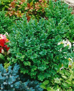 Buxus sempervirens Blauer Heinz 3xv mB 50- 60 cm