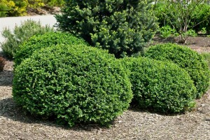 Buxus sempervirens Blauer Heinz 3xv mB 50- 60 cm