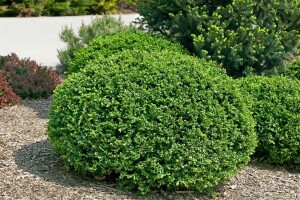 Buxus sempervirens Blauer Heinz 3xv mB 50- 60 cm