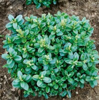 Buxus sempervirens Blauer Heinz 3xv mB 50- 60 cm