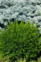 Buxus sempervirens Blauer Heinz 3xv mB 50- 60 cm