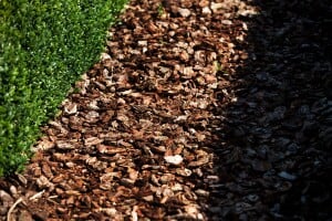 Buxus sempervirens var. arborescens Halbkugel 5xv mDb 70-80