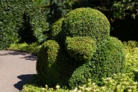 Buxus sempervirens var. arborescens Halbkugel 5xv mDb 70-80