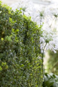 Buxus sempervirens var. arborescens Pyramide 5xv mDb 120-130