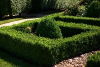 Buxus sempervirens var. arborescens Würfel 5xv mDb 100-110