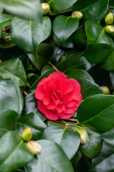 Camellia japonica Lady Campbell 9 cm Topf - Höhe variiert 10-15