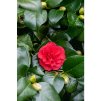 Camellia japonica Lady Campbell 9 cm Topf - Höhe...