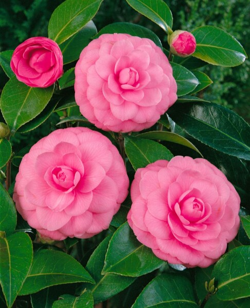 Camellia japonica Mrs Tingley hellrosa 40- 60 cm