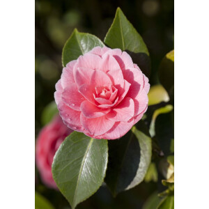 Camellia japonica Mrs Tingley hellrosa 40- 60 cm
