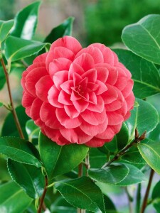 Camellia japonica Mrs Tingley hellrosa 40- 60 cm