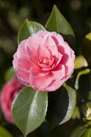 Camellia japonica Mrs Tingley hellrosa 40- 60 cm