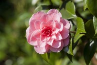 Camellia japonica Mrs Tingley hellrosa 40- 60 cm