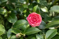 Camellia japonica Mrs Tingley hellrosa 40- 60 cm