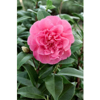 Camellia x williamsii Debbie rosa 40- 60 cm