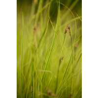 Carex brunnea Honeymoon 14 Tb