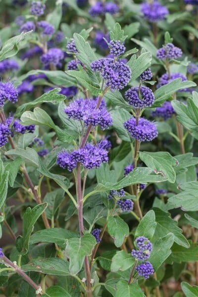 Caryopteris clandonensis GRAND BLEU  - 9 cm Topf - Höhe variiert