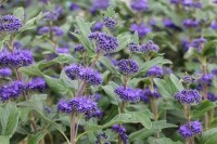 Caryopteris clandonensis GRAND BLEU  - 9 cm Topf - Höhe variiert