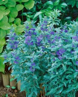 Caryopteris clandonensis GRAND BLEU  - 9 cm Topf - Höhe variiert