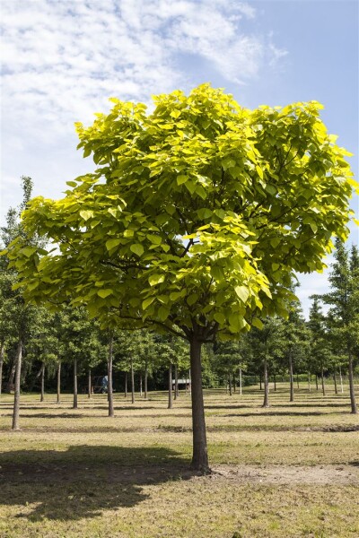 Catalpa bignonioides kräftig 3xv mDb 200- 250