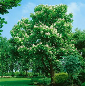 Catalpa bignonioides kräftig 3xv mDb 200- 250