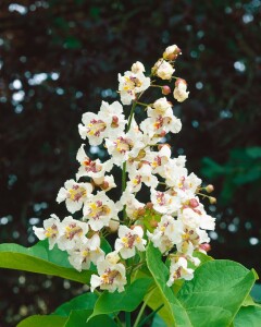 Catalpa bignonioides kräftig 3xv mDb 200- 250