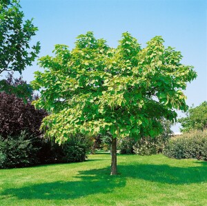 Catalpa bignonioides kräftig 3xv mDb 200- 250