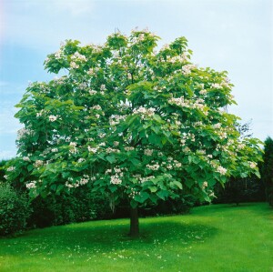 Catalpa bignonioides kräftig 3xv mDb 200- 250