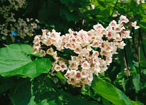 Catalpa bignonioides kräftig 3xv mDb 200- 250