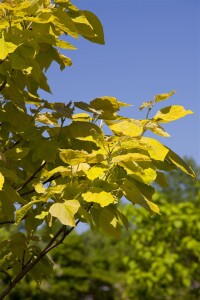 Catalpa bignonioides kräftig 3xv mDb 200- 250