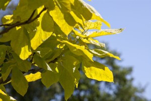 Catalpa bignonioides kräftig 3xv mDb 200- 250