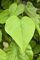 Catalpa bignonioides kräftig 3xv mDb 200- 250