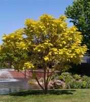 Catalpa bignonioides kräftig 3xv mDb 200- 250