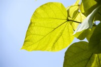 Catalpa bignonioides kräftig 3xv mDb 200- 250