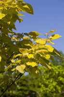 Catalpa bignonioides kräftig 3xv mDb 200- 250