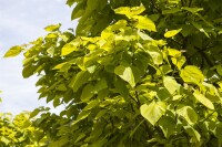 Catalpa bignonioides kräftig 3xv mDb 200- 250