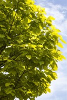 Catalpa bignonioides kräftig 3xv mDb 200- 250