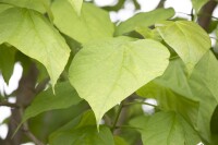 Catalpa bignonioides kräftig 3xv mDb 200- 250